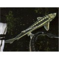 DIAMOND STERLET 5" - 6 : BUY 2 FOR 75.00